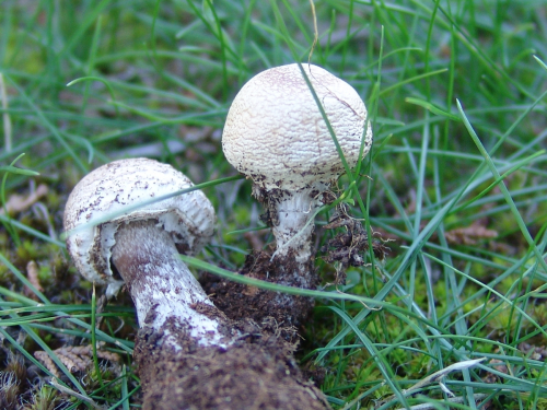 Lepiota-erminea-Fr.-Gillet-DSC02078