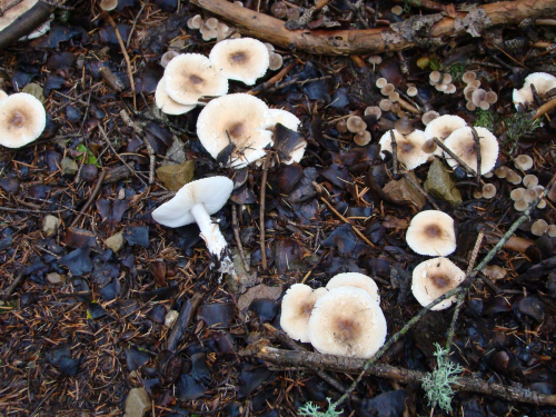Lepiota-ignivolvata-Bousset-Joss.-ex-Joss.-DSC03362