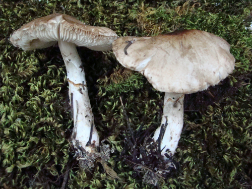 Lepiota-ignivolvata-Bousset-Joss.-ex-Joss.-DSC03502
