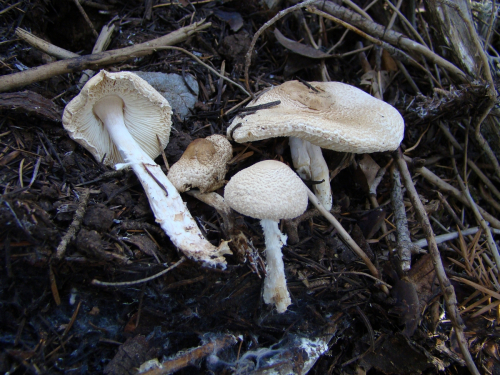 Lepiota-ignivolvata-Bousset-Joss.-ex-Joss.-DSC03673