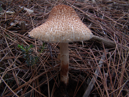 Lepiota-subgracilis-Wasser-DSC03026