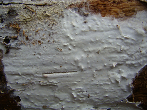Leptosporomyces-septentrionalis-J.-Erikss.-Krieglst.-DSC01407