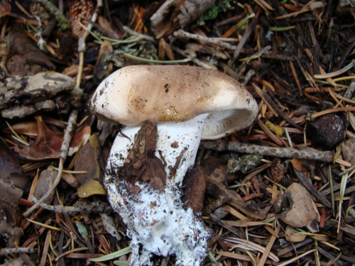 Leucopaxillus-gentianeus-Quel.-Kotl.-DSC01434