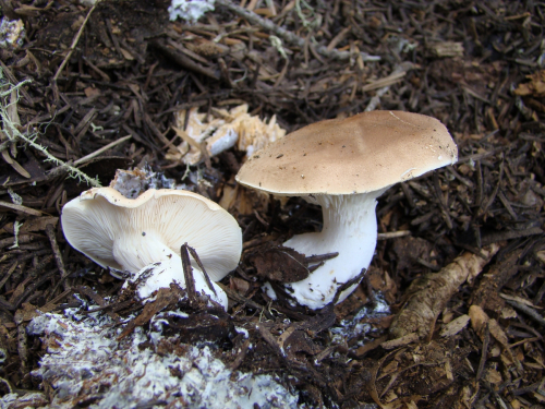Leucopaxillus-gentianeus-Quel.-Kotl.-DSC01514