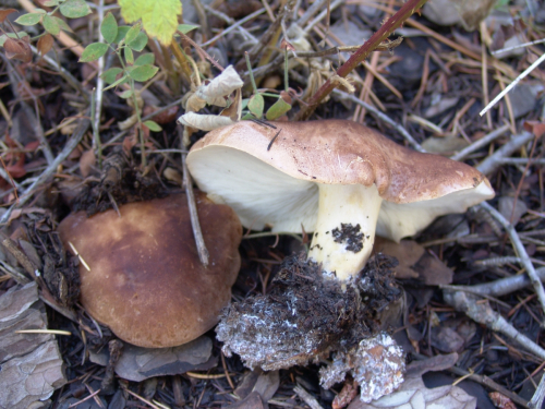 Leucopaxillus-gentianeus-Quel.-Kotl.-DSC02010