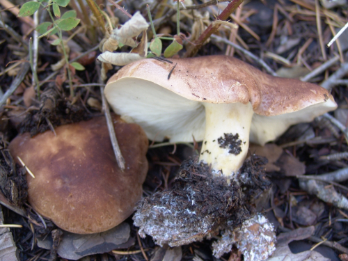 Leucopaxillus-gentianeus-Quel.-Kotl.-DSC02011