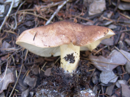 Leucopaxillus-gentianeus-Quel.-Kotl.-DSC02012