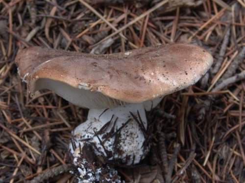 Leucopaxillus-gentianeus-Quel.-Kotl.-DSC02573