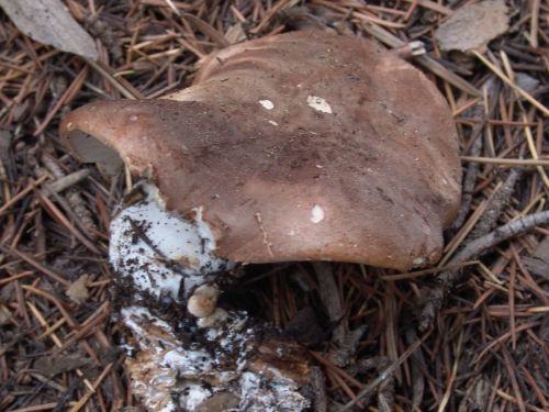 Leucopaxillus-gentianeus-Quel.-Kotl.-DSC02574