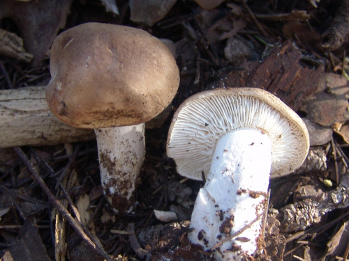 Leucopaxillus-gentianeus-Quel.-Kotl.-DSC03267