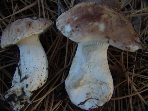 Leucopaxillus-gentianeus-Quel.-Kotl.-DSC03307