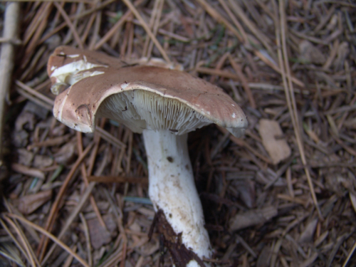 Leucopaxillus-gentianeus-Quel.-Kotl.-DSC03457
