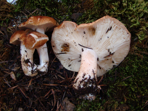 Leucopaxillus-gentianeus-Quel.-Kotl.-DSC03486