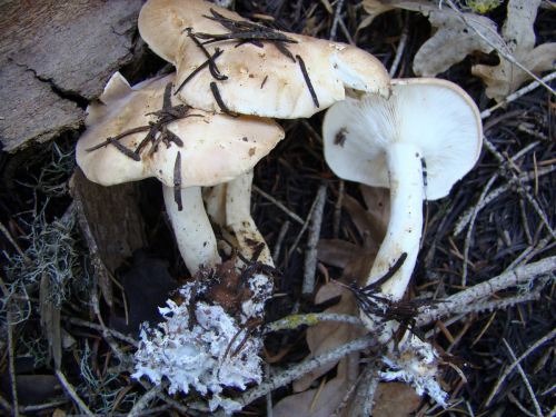 Leucopaxillus-gentianeus-Quel.-Kotl.-DSC03669