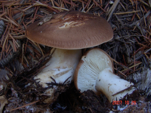 Leucopaxillus-gentianeus-Quel.-Kotl.-DSC04985