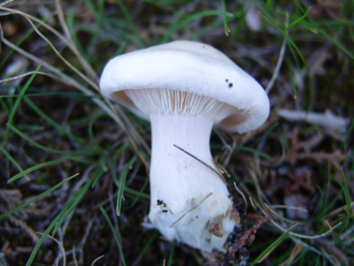 Leucopaxillus-lentus-H.-Post-Singer-DSC02100