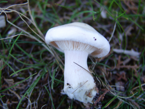 Leucopaxillus-lentus-H.-Post-Singer-DSC02101