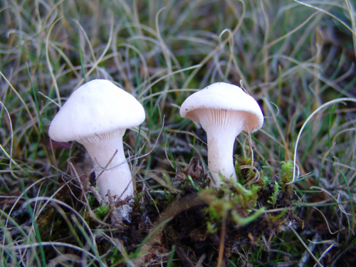 Leucopaxillus-lentus-H.-Post-Singer-DSC02103