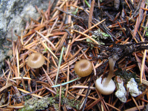 Lichenomphalia-velutina-Quel.-Redhead-Lutzoni-Moncalv-DSC03324