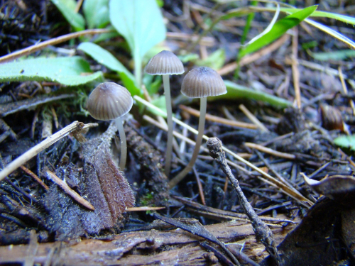 Lichenomphalia-velutina-Quel.-Redhead-Lutzoni-Moncalvo-Vilgalys-DSC03650