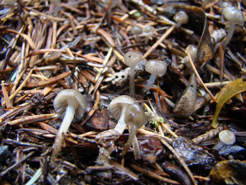 Lichenomphalia-velutina-Quel.-Redhead-Lutzoni-Moncalvo-VilgalysDSC03299