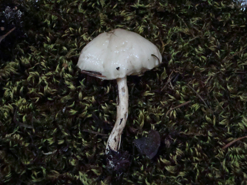Limacella-illinita-Fr.-Maire-var.-illinita-DSC03508
