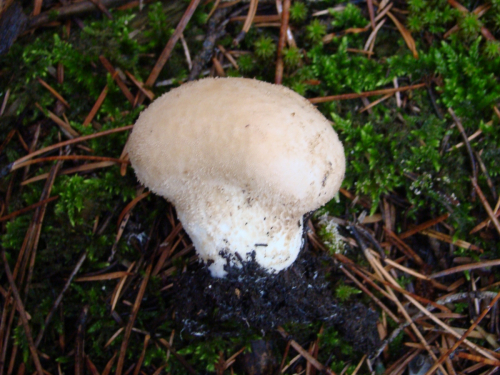 Lycoperdon-molle-Pers.-DSC03256