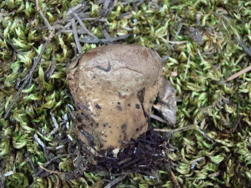 Lycoperdon-molle-Pers.-DSC03535