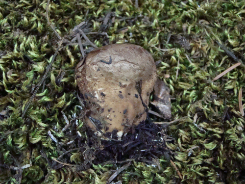 Lycoperdon-molle-Pers.-DSC03537