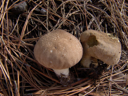 Lycoperdon-perlatum-Pers.-DSC03211