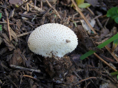 Lycoperdon-perlatum-Pers.-DSC03680