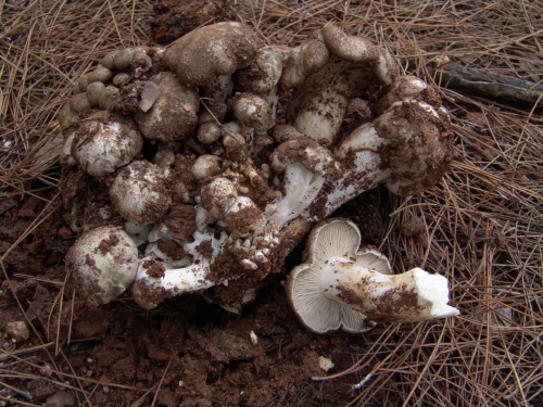 Lyophyllum-cf.-Conglobatum-DSC03099