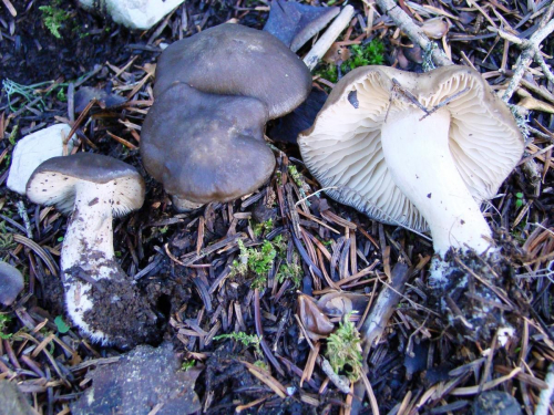 Lyophyllum-decastes-Fr.-Singer-DSC00141