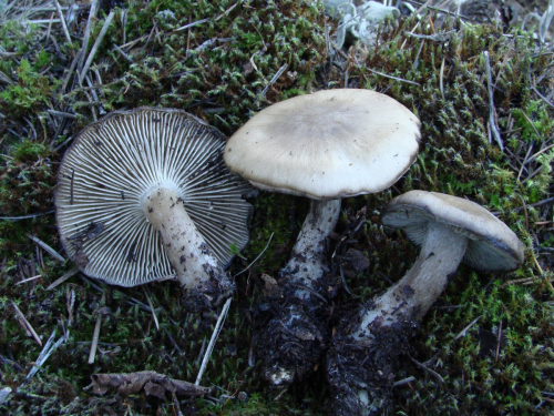 Lyophyllum-decastes-Fr.-Singer-DSC00343