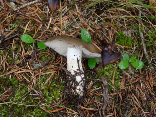 Lyophyllum-decastes-Fr.-Singer-DSC03221