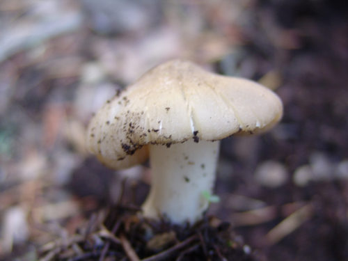 Lyophyllum-infumatum-Bres.-Kuhner-DSC01886