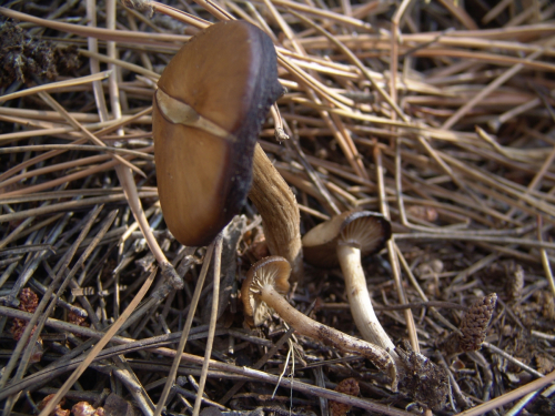 Lyophyllum-semitale-Fr.-Kuhner-ex-Kalamees-DSC03249