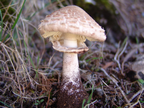 Macrolepiota-excoriata-Schaeff.-Wasser-DSC02105
