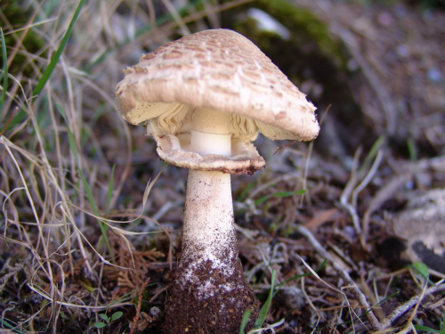 Macrolepiota-excoriata-Schaeff.-Wasser-DSC02106