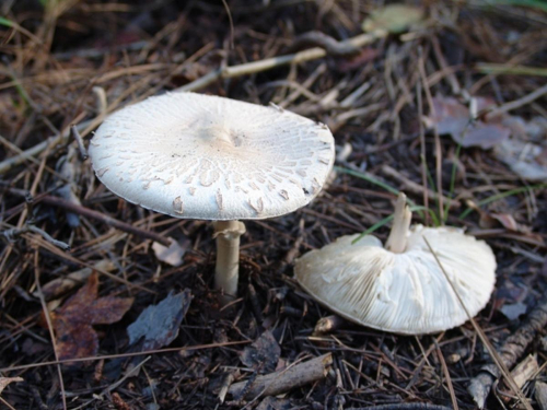 Macrolepiota-excoriata-Schaeff.-Wasser-DSC02243