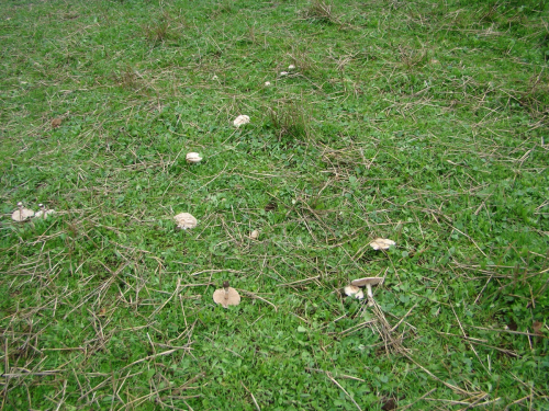 Macrolepiota-excoriata-Schaeff.-Wasser-DSC03384