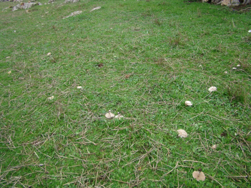 Macrolepiota-excoriata-Schaeff.-Wasser-DSC03385