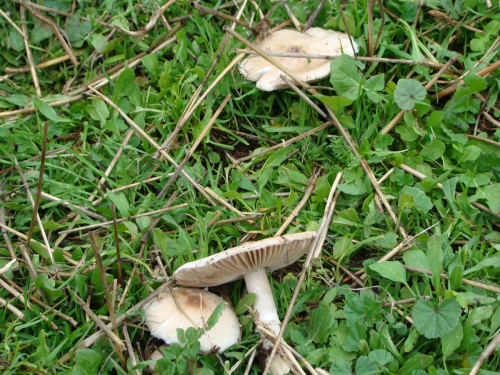Macrolepiota-excoriata-Schaeff.-Wasser-DSC03386