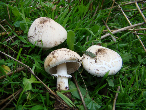 Macrolepiota-excoriata-Schaeff.-Wasser-DSC03387