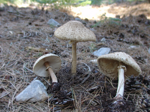 Macrolepiota-procera-Scop.-Singer-var.-procera-2