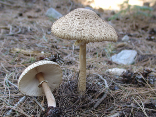 Macrolepiota-procera-Scop.-Singer-var.-procera-3