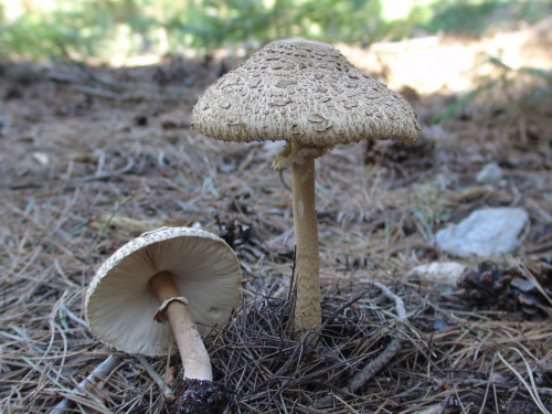 Macrolepiota-procera-Scop.-Singer-var.-procera-4