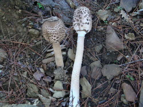 Macrolepiota-procera-Scop.-Singer-var.-procera-DSC02737