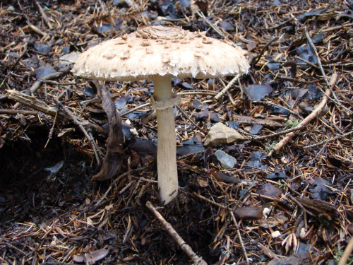 Macrolepiota-procera-Scop.-Singer-var.-procera-DSC03363