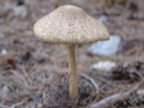 Macrolepiota-procera-Scop.-Singer-var.-procera